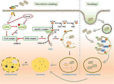 Frontiers Interaction Between Autophagy And Porphyromonas Gingivalis